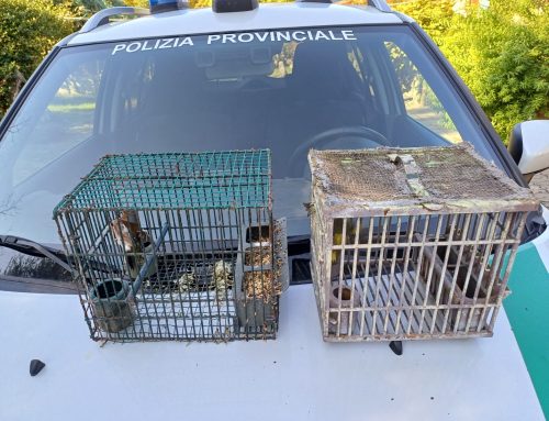 Polizia Provinciale: operazione antibracconaggio a Brendola. Una lunga lista di ipotesi di reato, dal fucile alterato all’abbattimento di fauna particolarmente protetta.