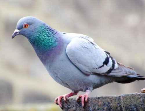 Russia, testati i primi piccioni “biodroni”: impianti cerebrali per guidare il volo